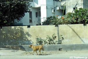 インドでは野良犬に注意！