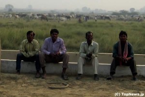 F1インドGPサーキット周辺の地元住民と牛